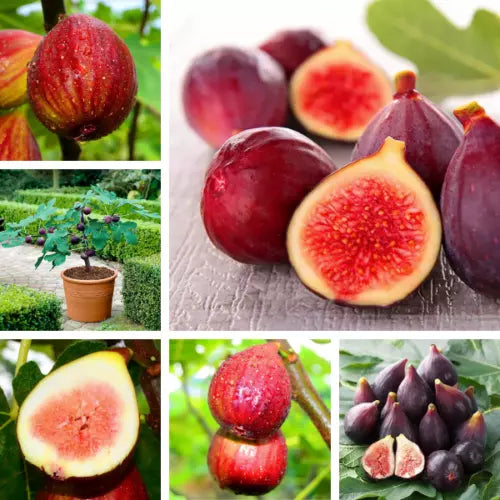 40+ Fig Tree Seeds (Ficus carica) Sweet Fruit Shrub