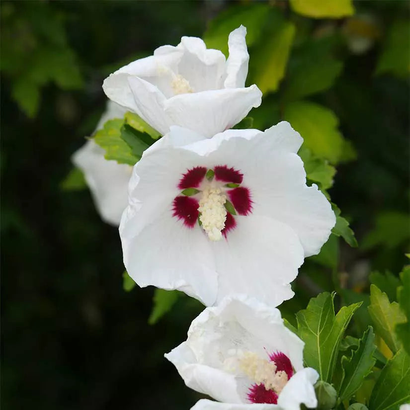 5 ROSE OF SHARON 6in BARE ROOT PLANTS