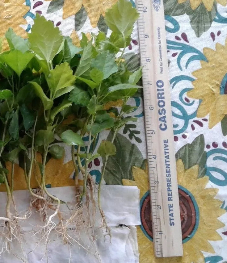 5 ROSE OF SHARON 6in BARE ROOT PLANTS
