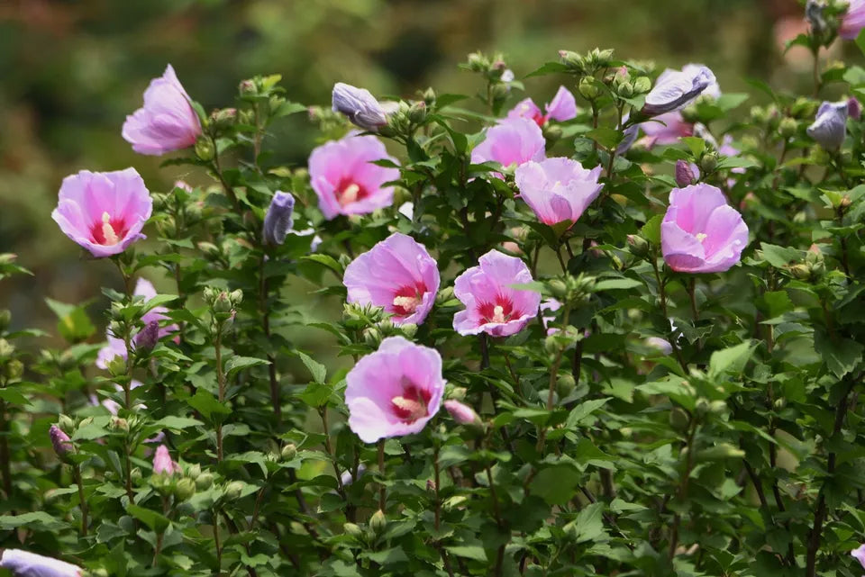 5 ROSE OF SHARON 10in BARE ROOT PLANTS