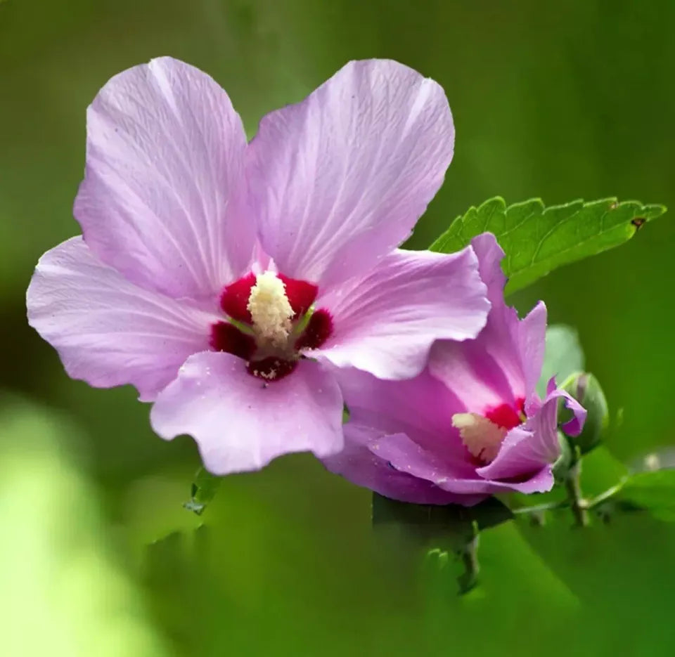1 Rose of Sharon Mixed Flowering Live Tree Perennial Hibiscus Plant 8-12 inch