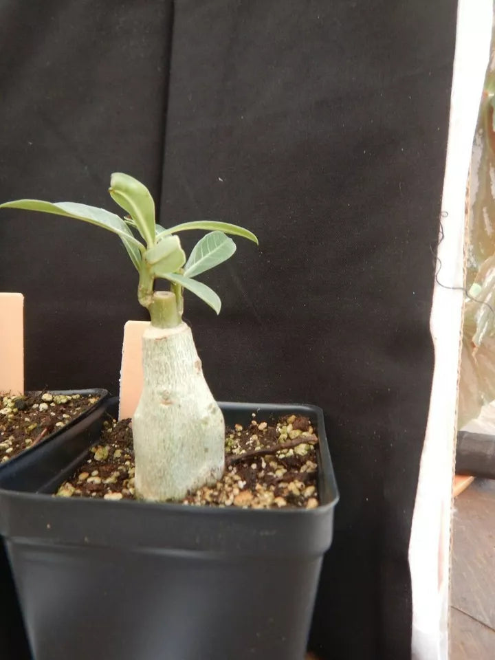 1PC Adenium Obesum Grafted Plant Desert Rose Plant