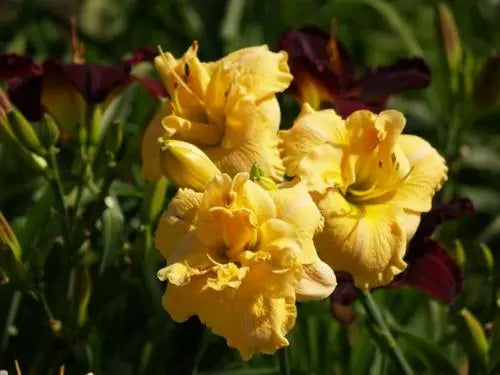 Daylily 3 Varieties Night Embers, Pucini, Rose Corsage