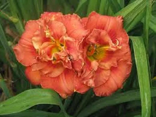 Daylily 3 Varieties Night Embers, Pucini, Rose Corsage