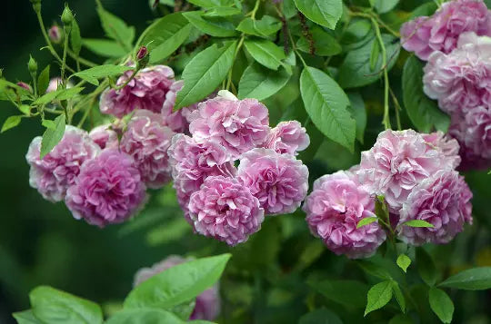 7 SISTERS PINK ROSE BUSH HEIRLOOM CLIMBING BABY RAMBLER MULTIFLORA