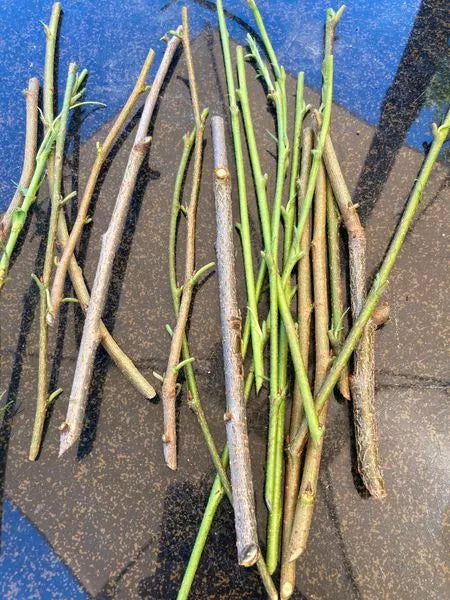 8+ Nice Red Rose Bush Unrooted Cuttings