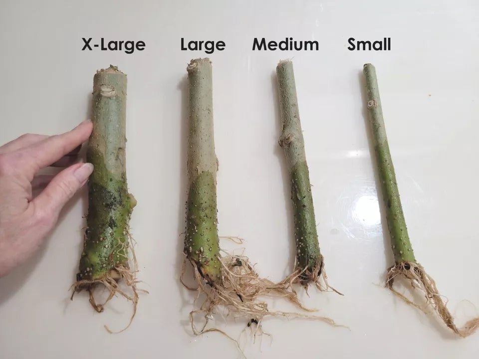 1 ROOTED 8" Angel Trumpet Brugmansia Cutting Plants (Yellow Small)