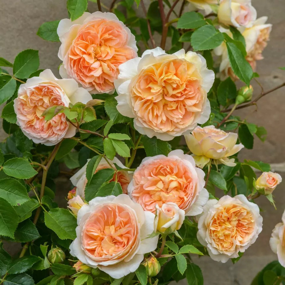 50 Seeds ROSES flower rose plant fresh rose