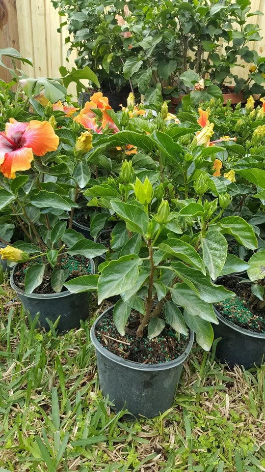 1PC EXOTIC HAWAIIAN SUNSET FIESTA HIBISCUS STARTER LIVE PLANT 3 TO 5 INCHES TALL
