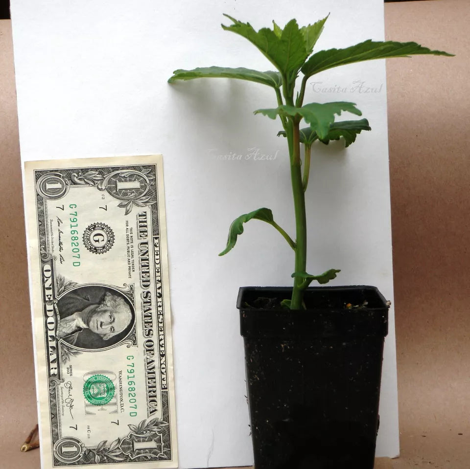 1 Live Plant bush hibiscus CHERRY CHOCO LATTE pink hardy Bare Root