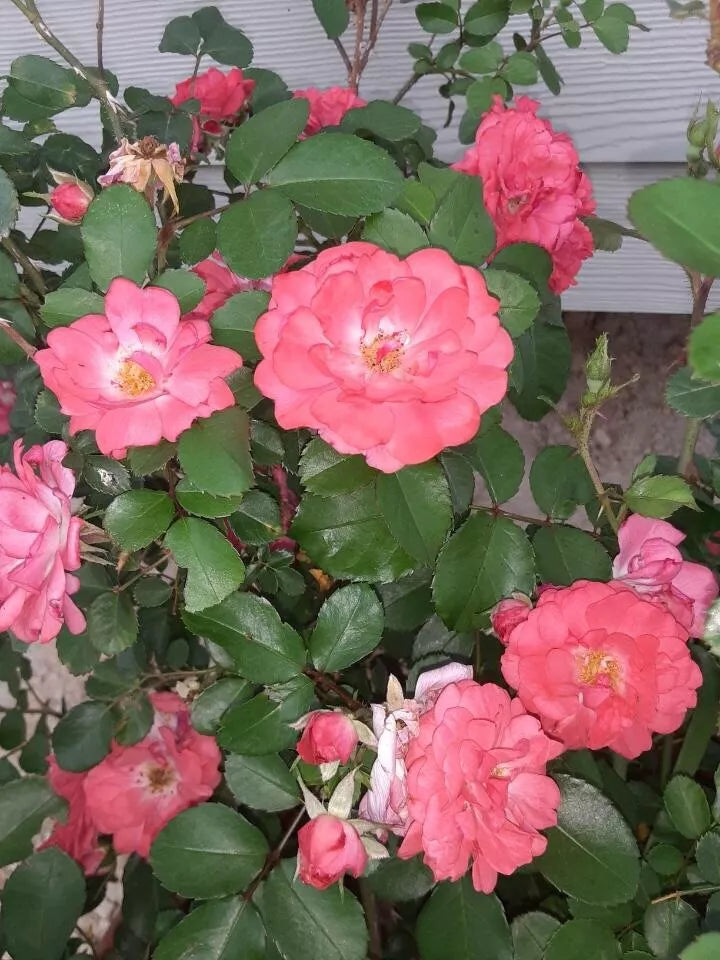 4 Coral Floribunda Rose Unrooted Cuttings