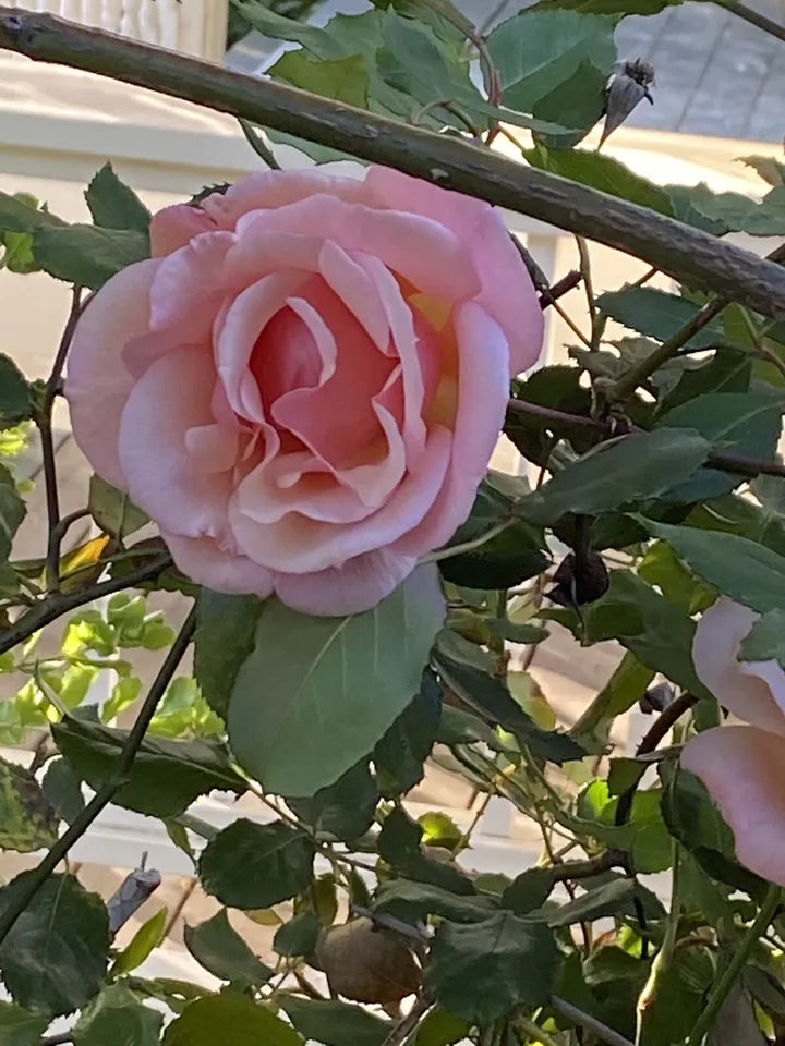 6 Stem Unrooted Cuttings Apricot Heirloom Rose Fragrant Blooms