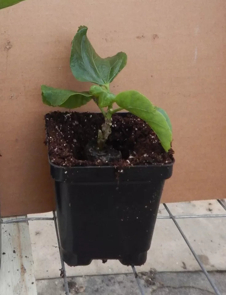 BLACK RAINBOW SMALL Rooted Tropical Hibiscus STARTER Plant