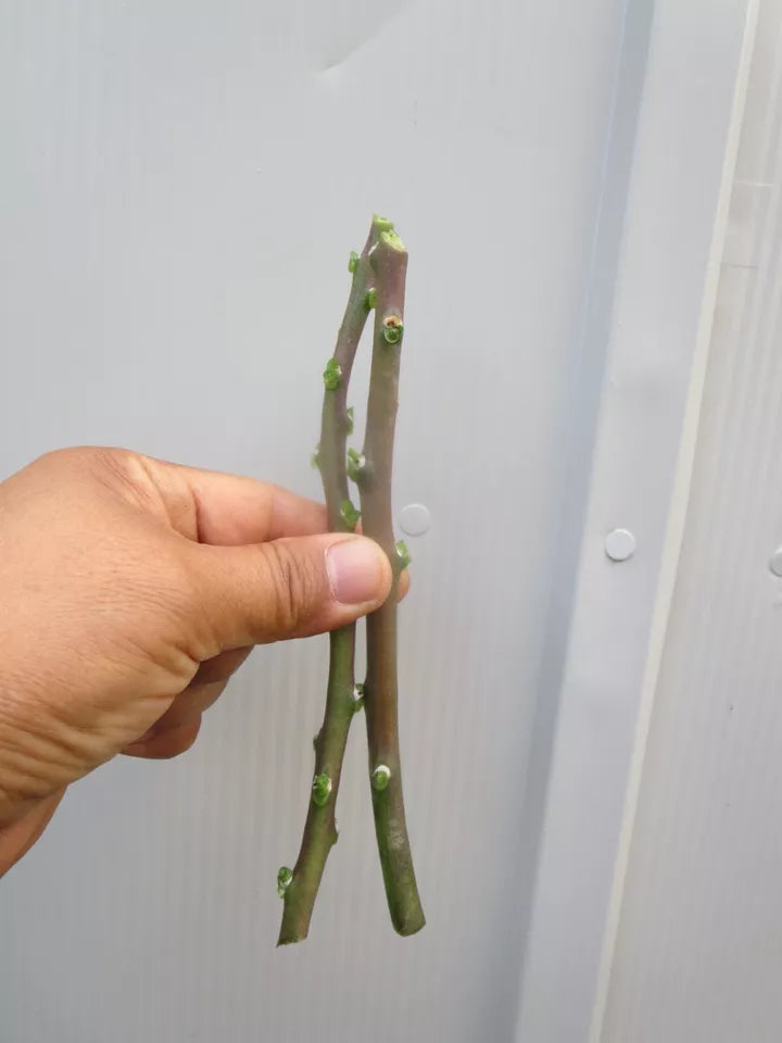 4 Fresh Unrooted Cuttings Rose Cactus Pereskia Grandifolia