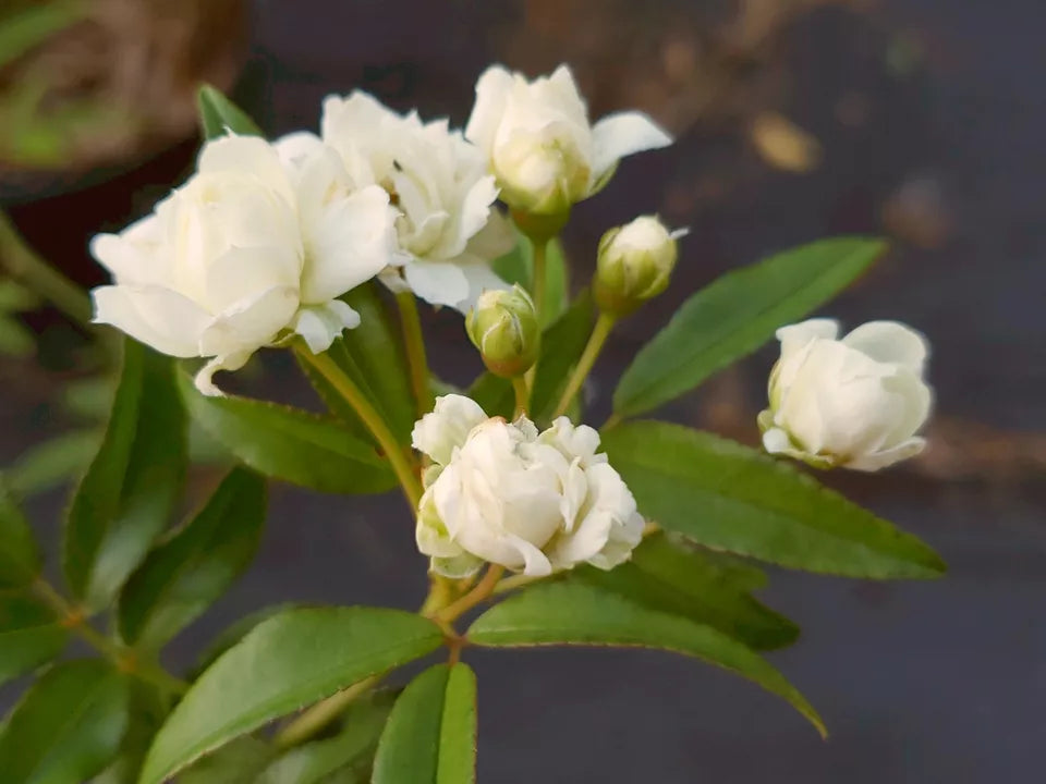 LADY BANKS WHITE Rose Bush Plant Heirloom Own Root Fragrant