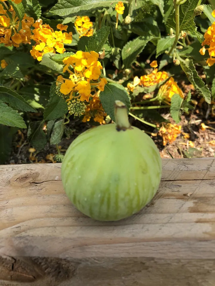 Fig Tree unrooted cuttings "White Adriatic"