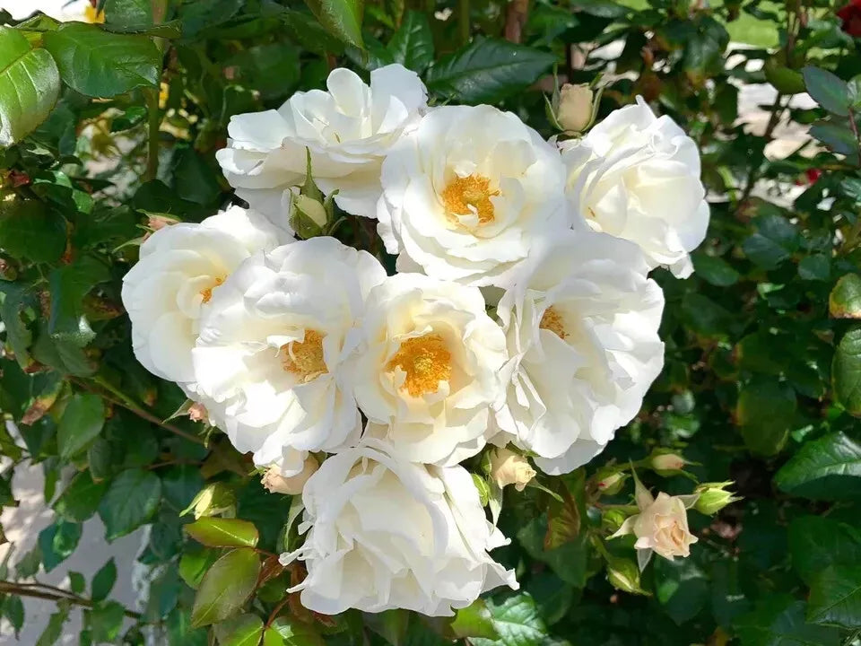 5 Stems 4-8 inches Fragrant White Swany Rose/ Shrub Rose