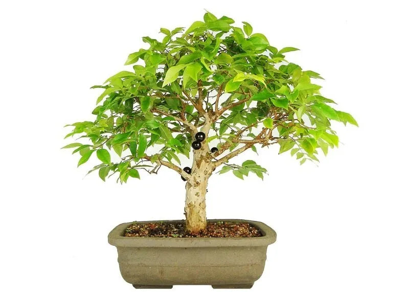 Jaboticaba Brazilian Grape Plinia Cauliflora Live Fruit Tree Great for Bonsai
