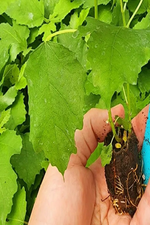 Set of 4 starter plants Fig Tree "Celeste"