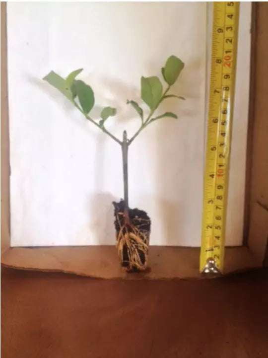6pcs Viburnum odoratissimum Sweet Viburnum Live Plant