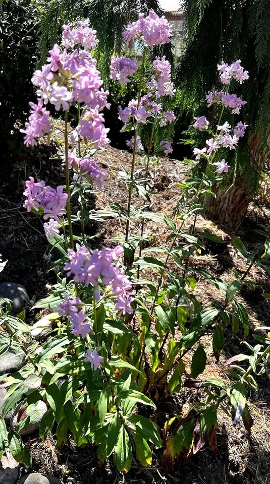5 Pink Phlox Perennial Plant Divisions