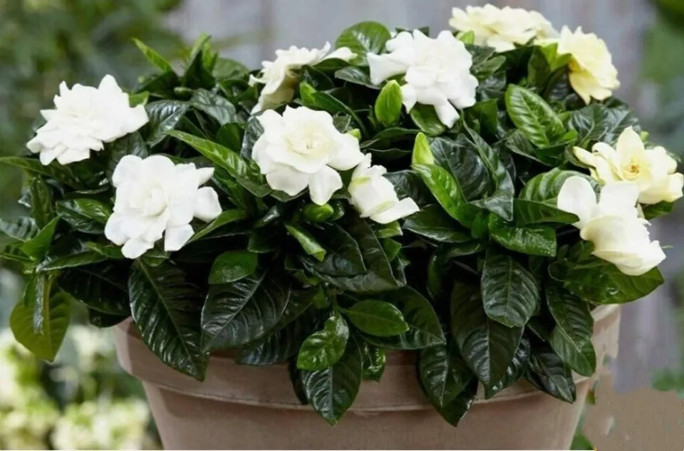 100 Seed Gardenia Jasminiodes Cape Jasmine Fragrant