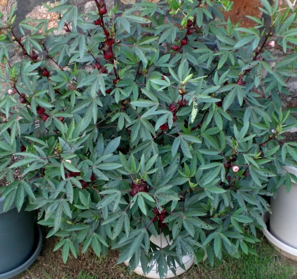 30 Roselle Seeds Gongura Sour-leaf Sorrel Hibiscus sabdariffa