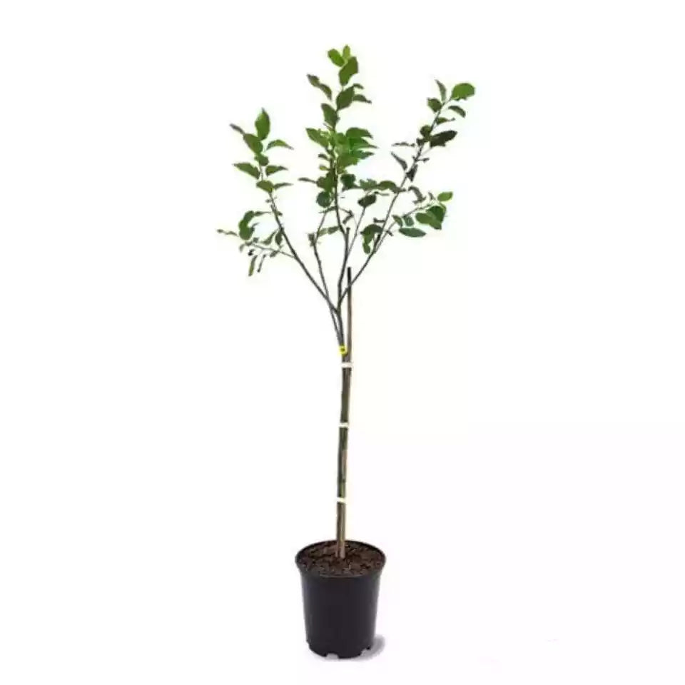 1pc Dwarf Gala Apple Tree 3 Ft. Live 5 Gallon Malus Domestica 'Gala'