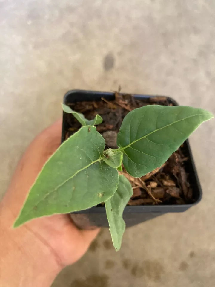 1pc Four O'Clock (Mirabilis jalapa) Bicolor (Pink / Yellow) Live Starter Plant
