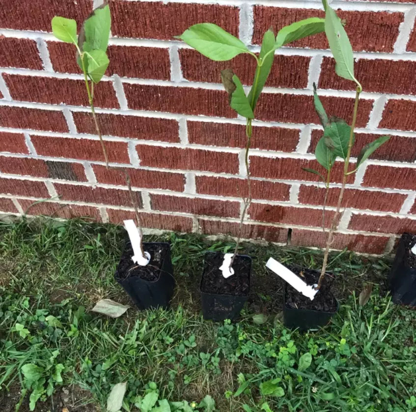 2 Blackhaw Viburnum Shrubs/Trees Live Potted Plants 6-12" Tall