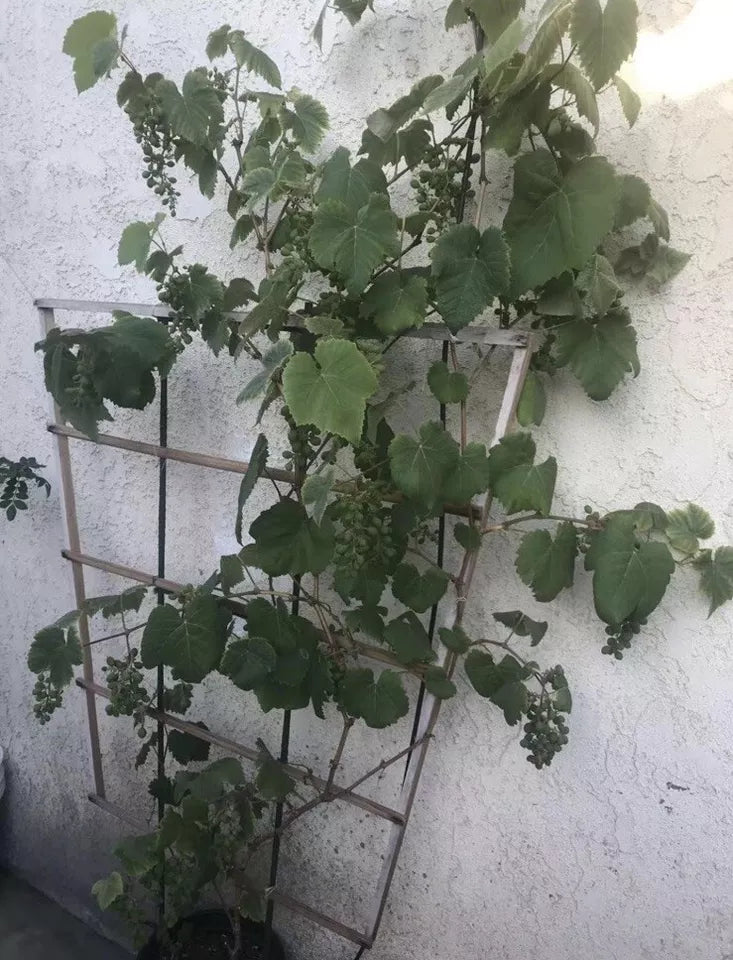 1 Green Grape Tree 10” With Pot Cutting Vine Sweet Seedless Ready To Plant