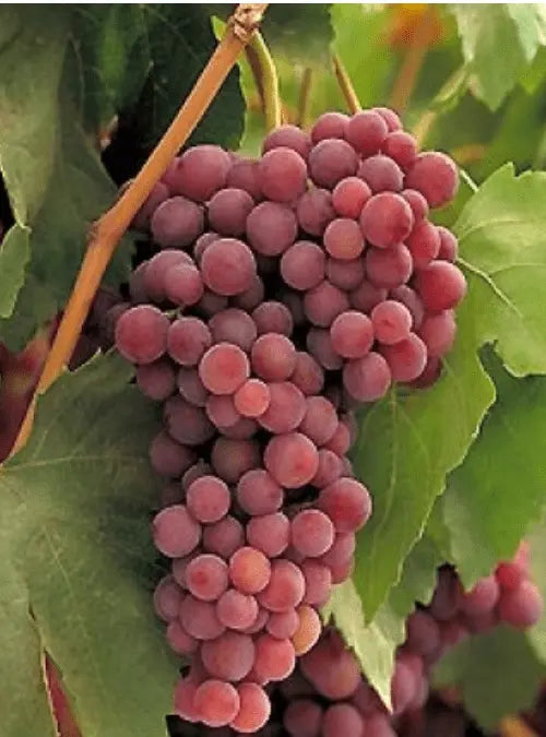 1 RED FLAME Seedless Live Grape Vine Plant 1-2 yr Old
