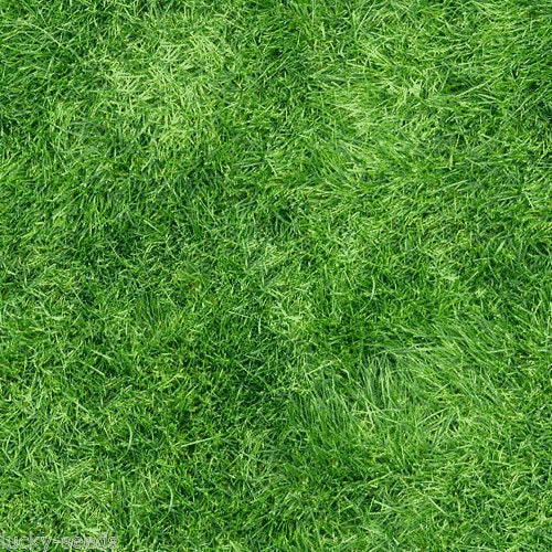Pensacola Bahia Grass Seed - 2 Lbs. Premium Grade for Lawns and Pastures - Paspalum notatum