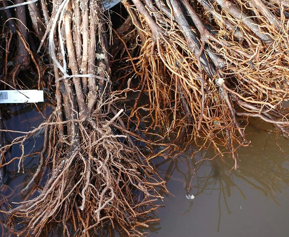 1 RED FLAME Seedless Live Grape Vine Plant 1-2 yr Old