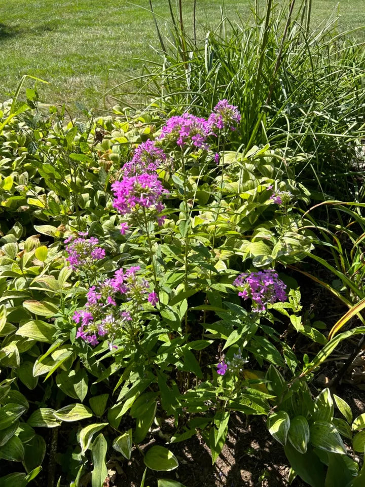 (10) Tall Phlox - Purple White Mix - Perennial Live Plant Bare Root Divisions
