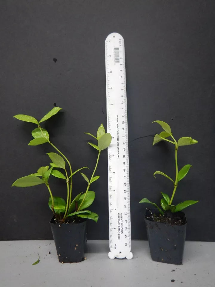 1 Rooted STARTER Plant CONFEDERATE STAR JASMINE