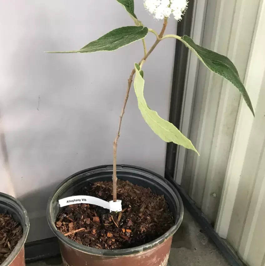 1pc Alleghany Viburnum Shrub/Bush Live Plant 6-12" Tall
