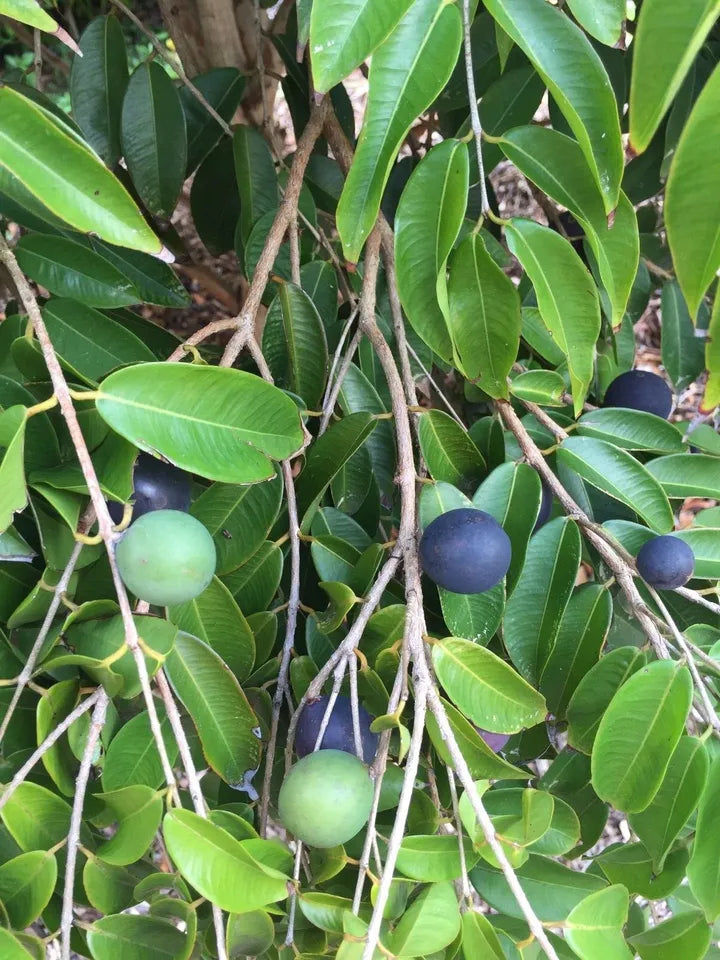 1 Jaboticaba Myrciaria Vexator Blue Grape Fruit Beautiful Bark Tree Seedling Plant