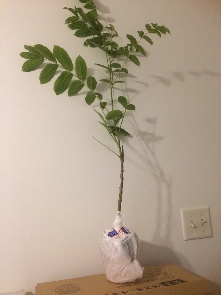 ONE Live Plant Blue Moon Wisteria 10 To 12 Inches Tall