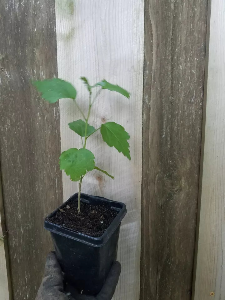 3 Rose Of Sharon Hibiscus Starter Bush Organic Live Plant w/ Roots Seedlings