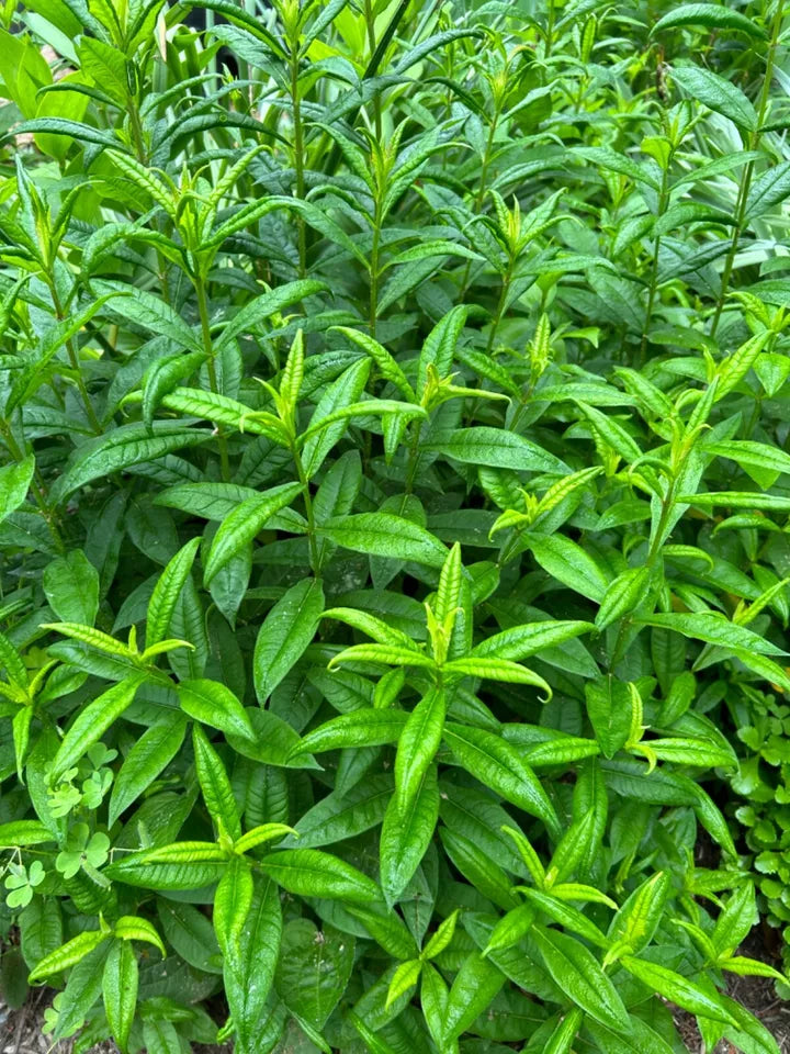 (10) Tall Phlox - Purple White Mix - Perennial Live Plant Bare Root Divisions