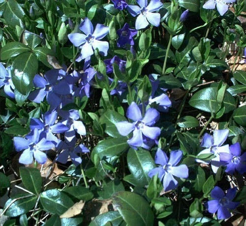 Creeping Myrtle Ground Cover Plants, 25 Bare Root Vinca Minor, Deer Resistant, Drought Tolerant, Organic Perennial