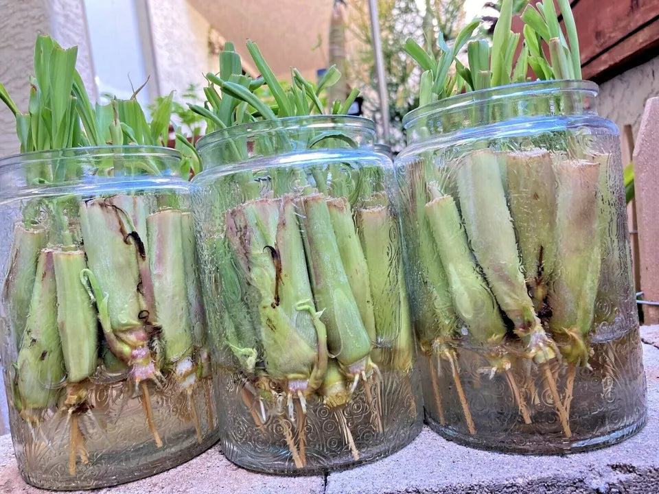 5 Rooted Lemongrass Stalks Ready to Plant