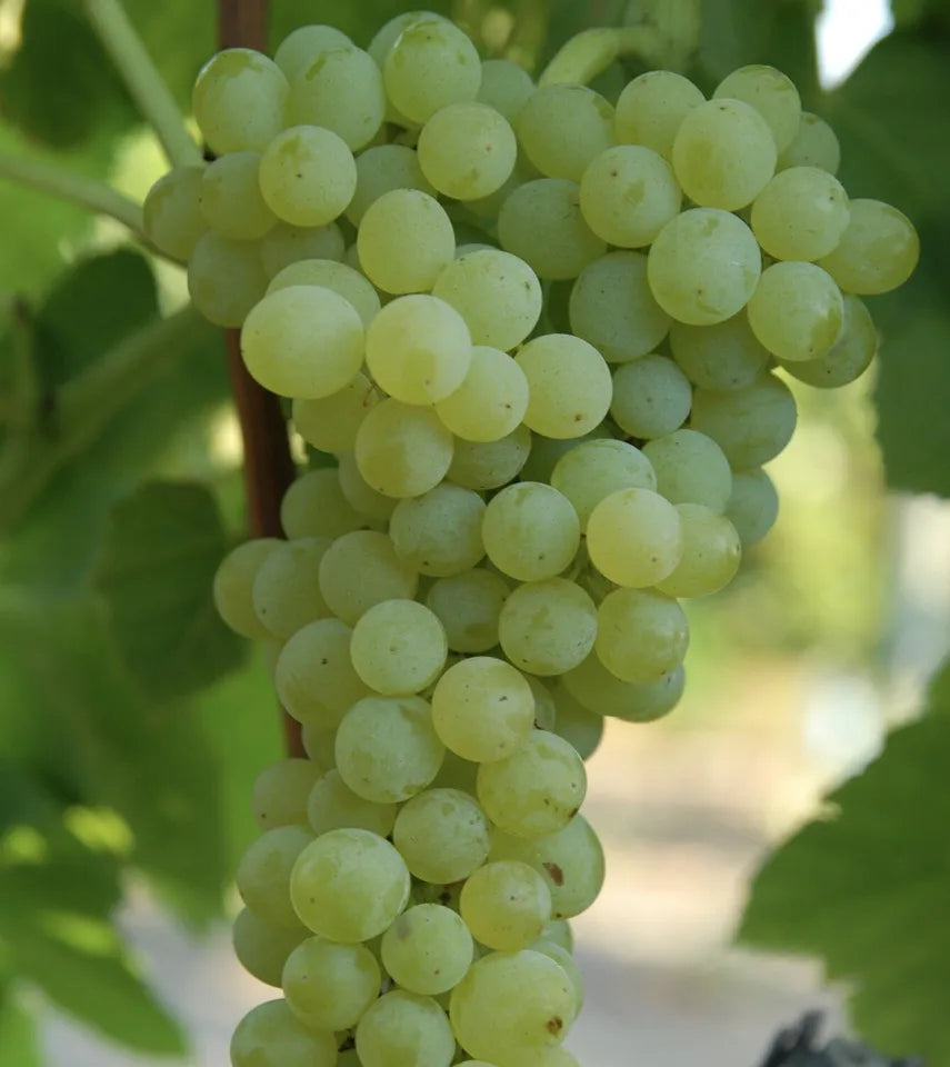 Grape Tree 8” With Pot Cutting Vine Sweet Green Small Fruits Seedless