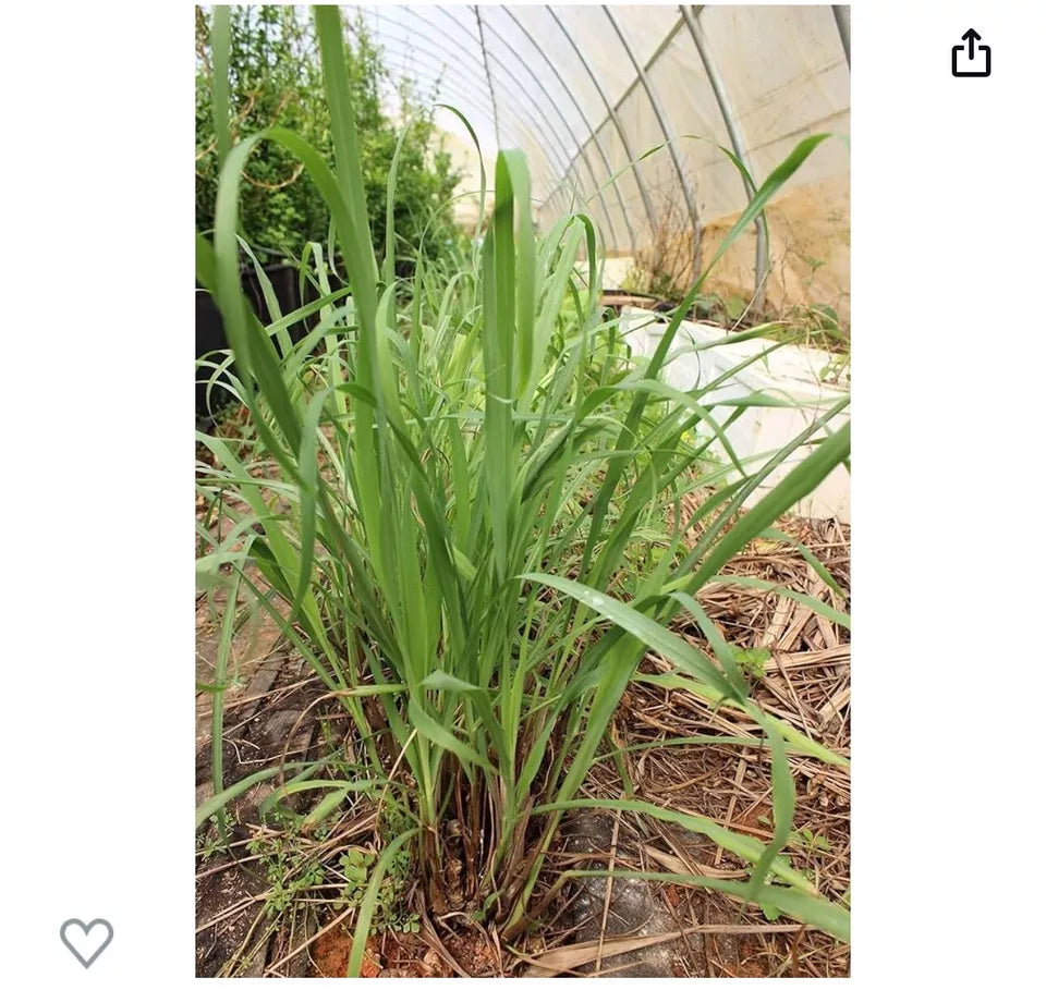 5 Lemongrass LIVE ROOTED STALKS Live Plants