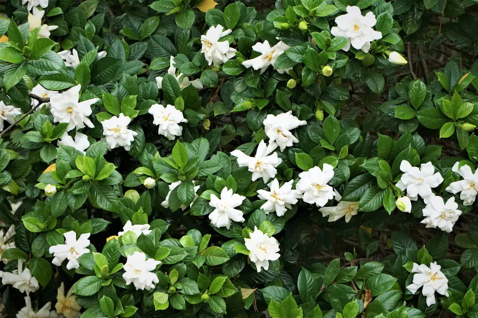 gardenia flower seeds 50 GARDENIA / CAPE JASMINE Jasminoides Fragrant White Shrub Flower See – Sejahtera Seeds and Bulbs