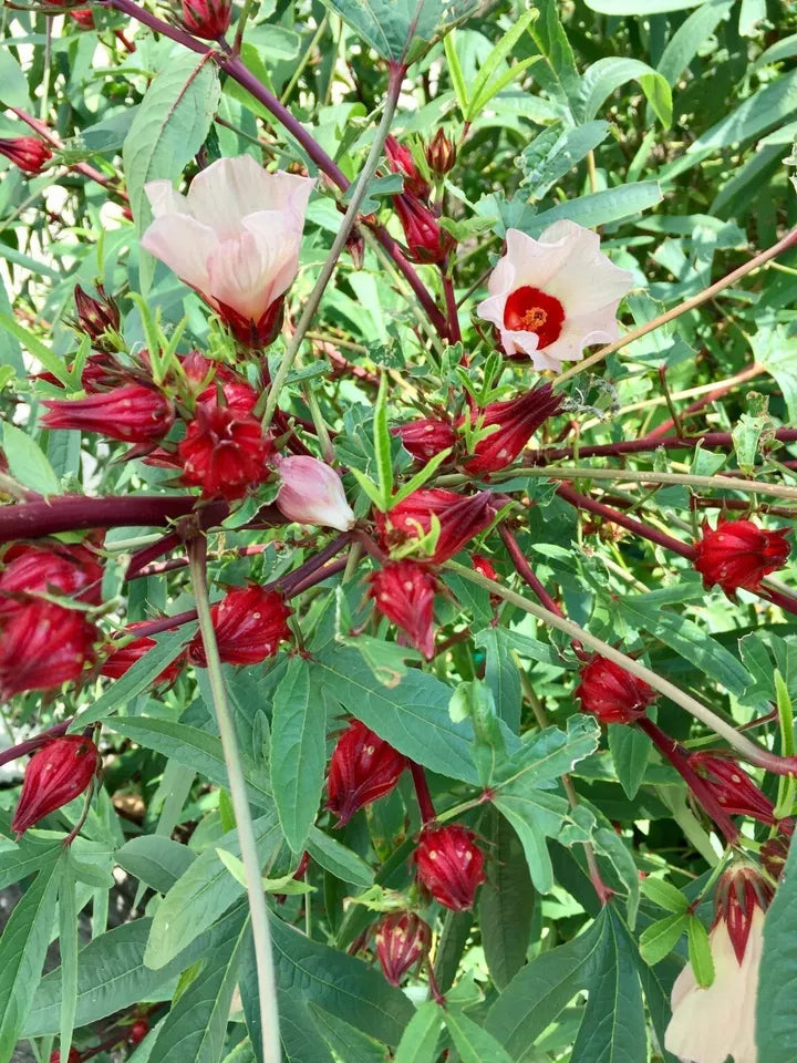 1 TC Plant/Plug –2-5 inches Roselle (Hibiscus sabdariffa)