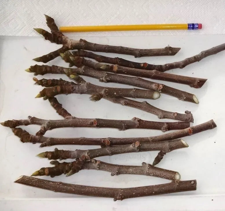 2 Unrooted Cuttings - PLUS WILLOW WATER FOR ROOTING "Black Madeira Fig"