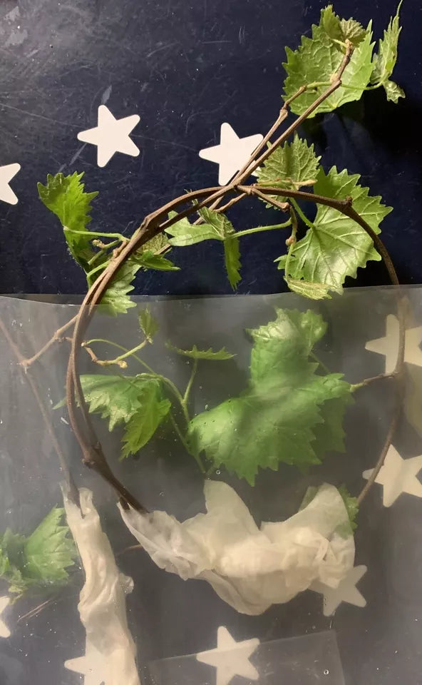 4 FRESH Muscadine Grape Vine Cuttings