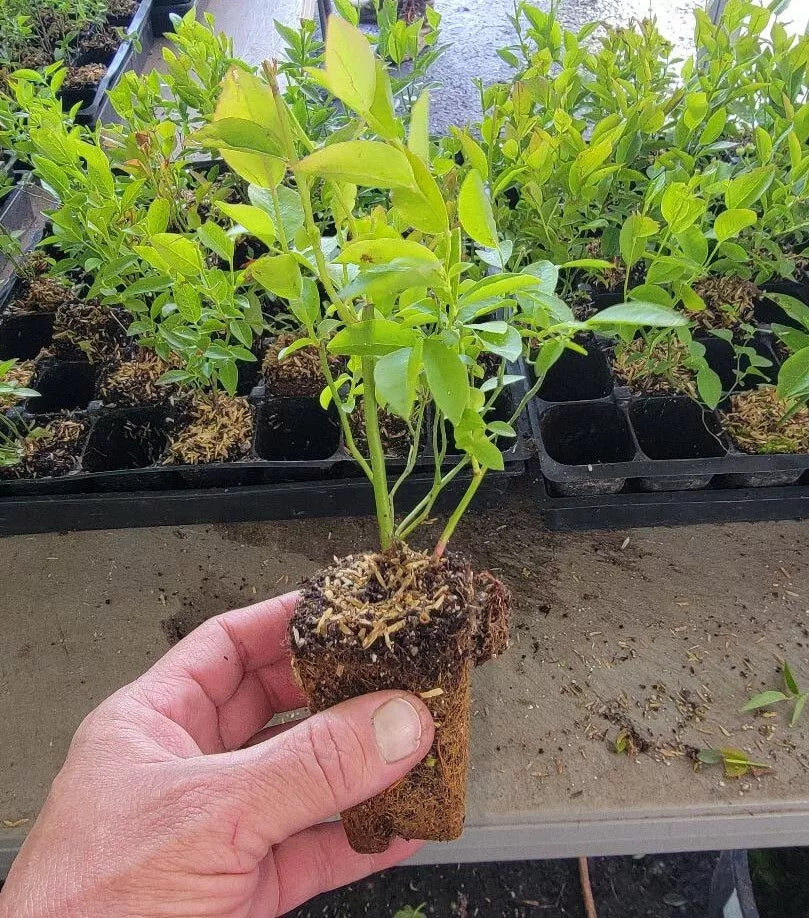 1pc Pink Popcorn Blueberry - Starter Plant 5-6"